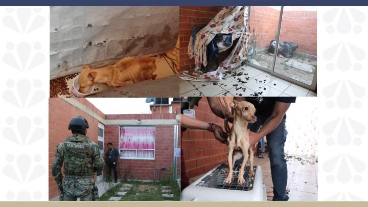 Realiza la FGE primer cateo de seres sintientes; rescata ejemplar canino en Texmelucan