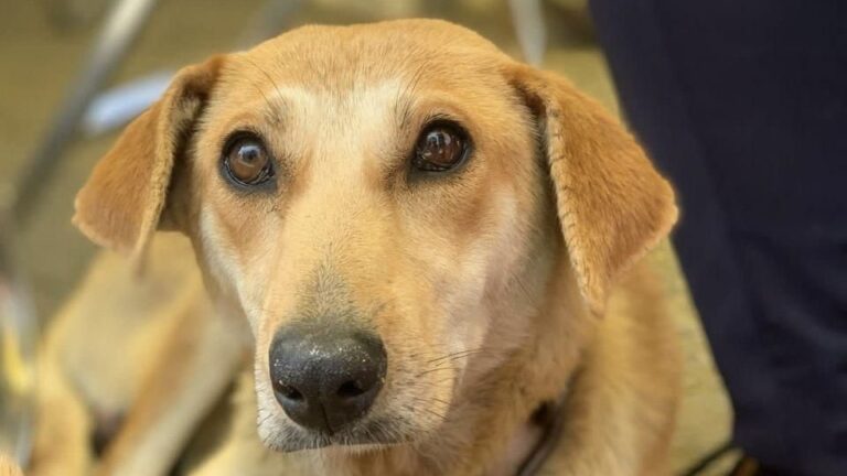 Atiende Gobierno de la Ciudad a mascotas en Guadalupe Xonacatepec y Romero Vargas