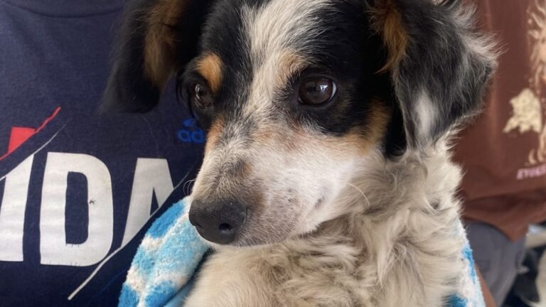 Prioriza Gobierno de la Ciudad acciones en favor del bienestar animal