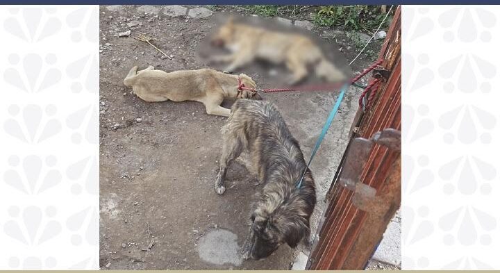Rescata la FGE a cuatro caninos víctimas de maltrato en taller mecánico de Tehuacán