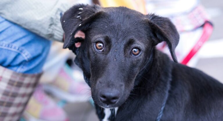 Fomenta Lupita Cuautle tenencia responsable de seres sintientes