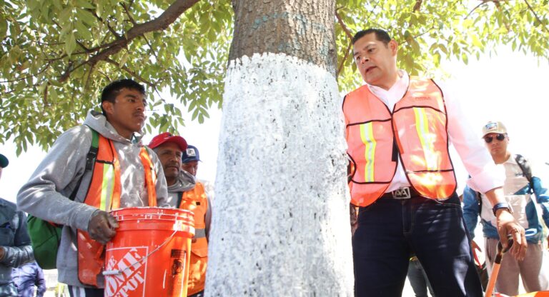 Con encalado, basado en criterios técnico-científicos, se protege arbolado urbano