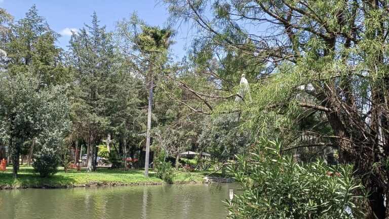 Observar áreas verdes puede mejorar tu salud mental: académico IBERO Puebla explica