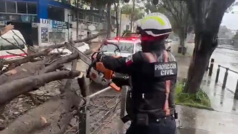 Atiende Protección Civil caída de árbol frente a Ciudad Universitaria