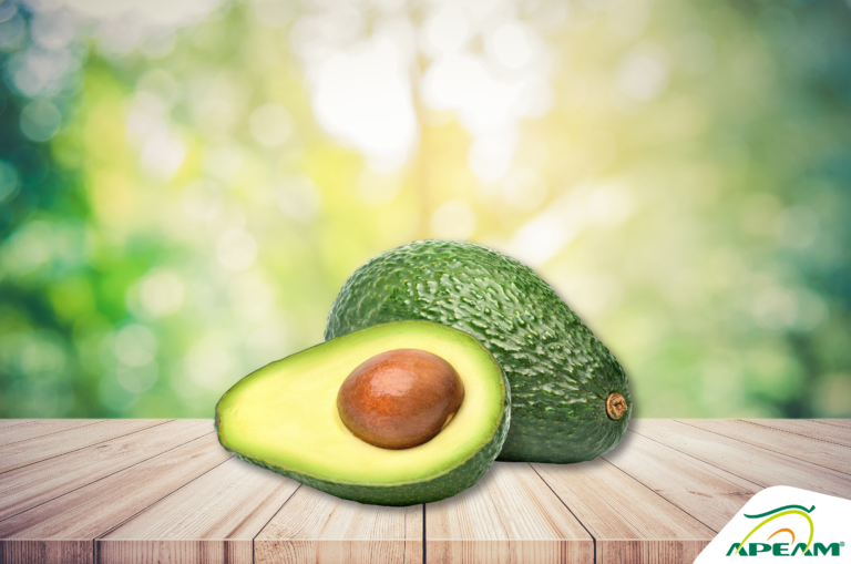 ¿Por qué el aguacate mexicano lidera la exportación hacia Estados Unidos?