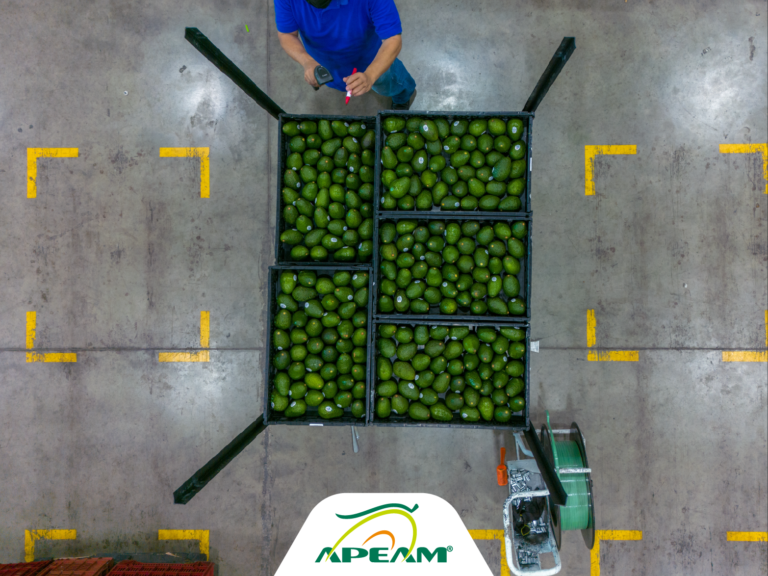Éxito del aguacate mexicano de exportación está en su tecnología de vanguardia
