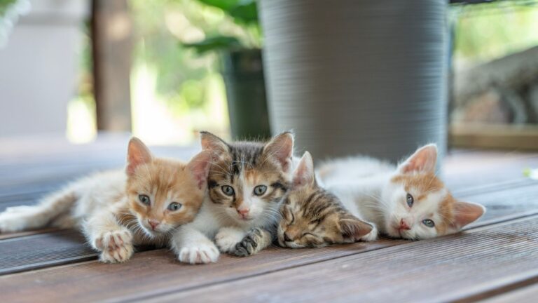 ¿Adoptaste un gato?Esto es lo primero que debes hacer para cuidarlo bien