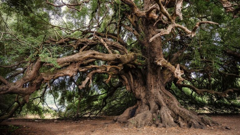 Árboles derribados en el parque Sor Juana Inés de la Cruz eran un riesgo
