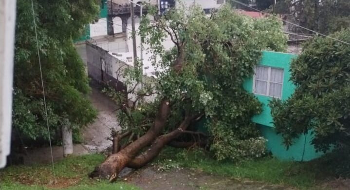 Atiende Protección Civil Municipal caída de árboles en Xonaca y Moctezuma; descarta personas lesionadas
