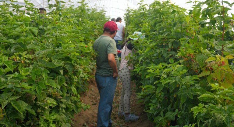 Éxito total la Feria de las Berries: Roberto Solís logra récord de visitantes con más de 28 mil en 4 días