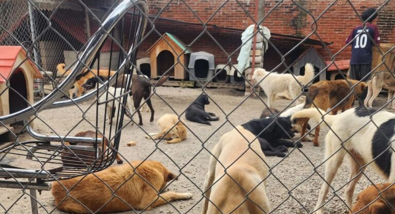 Buscan apoyo para refugio “Huellitas con Alma”