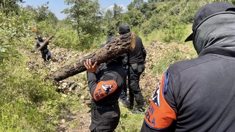 Aseguran Policía Forestal de Puebla y de Montaña de Tlaxcala hornos clandestinos de madera