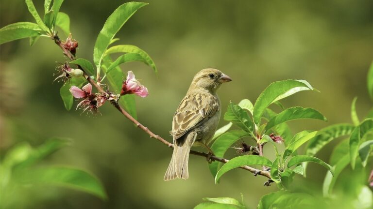 IBERO Puebla investiga la gravedad de las colisiones de aves en cristales