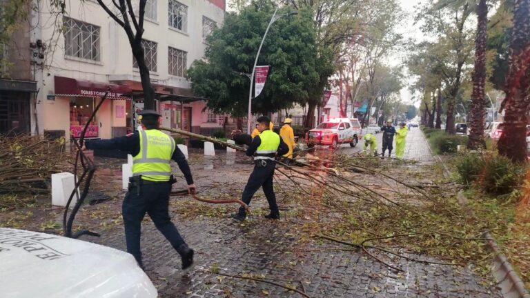 Atienden Protección Civil Municipal, Estatal y Control de Tránsito caída de árbol en la Avenida Juárez, descartan personas lesionadas
