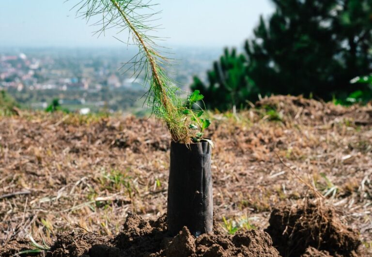 Se realiza la primera jornada de reforestación “Raíces de agua” en el cerro Zapotecas