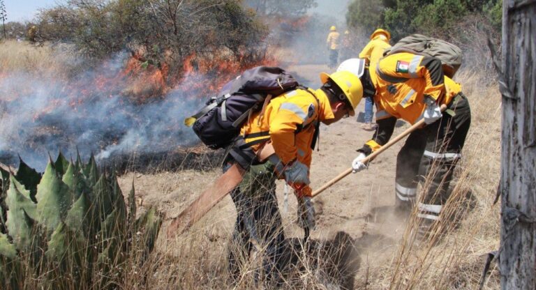 Labores preventivas, permiten resultados exitosos de la Policía Forestal