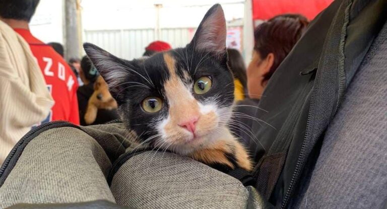 Promueve Gobierno de Pepe Chedraui Jornadas Gratuitas de Bienestar Animal en septiembre