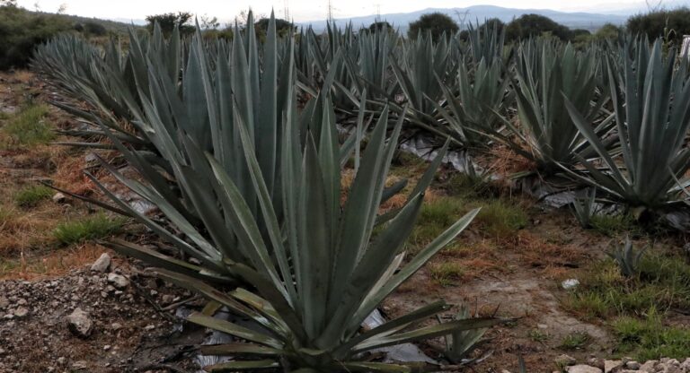 Puebla se consolida en segundo lugar nacional en producción de mezcal