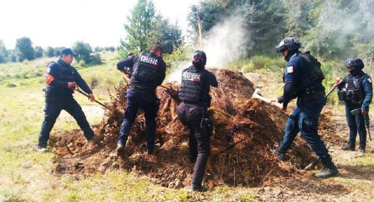 Inhabilita Policía Forestal 11 hornos clandestinos para la deshidratación de madera