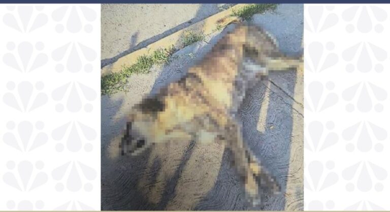 Inicia la Fiscalía CDI por maltrato animal en Tehuacán, Puebla