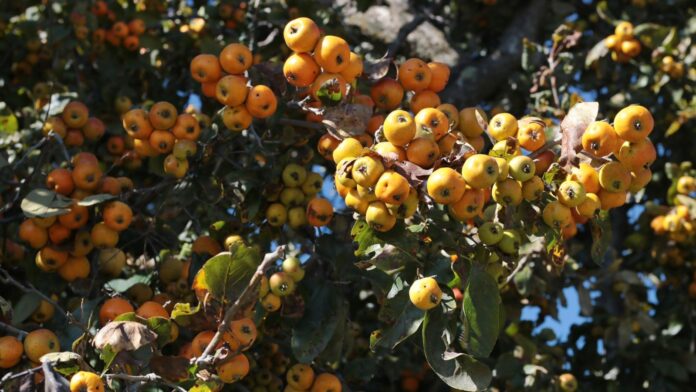 Arranca la temporada de producción de tejocote 2025