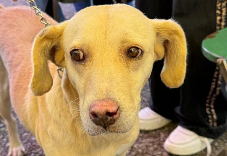 Fortalece Gobierno de la Ciudad el cuidado de las mascotas con Jornadas de Protección Animal