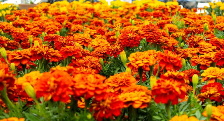 Arranca la temporada de flor de cempasúchil en Puebla