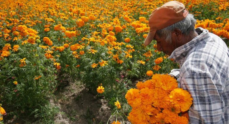 Puebla líder en producción de cempasúchil y terciopelo; concentra el 72% nacional