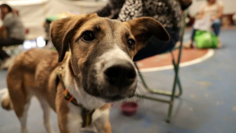 Encabeza Lupita Cuautle Jornada Masiva de Esterilización en San Bernardino Tlaxcalancingo