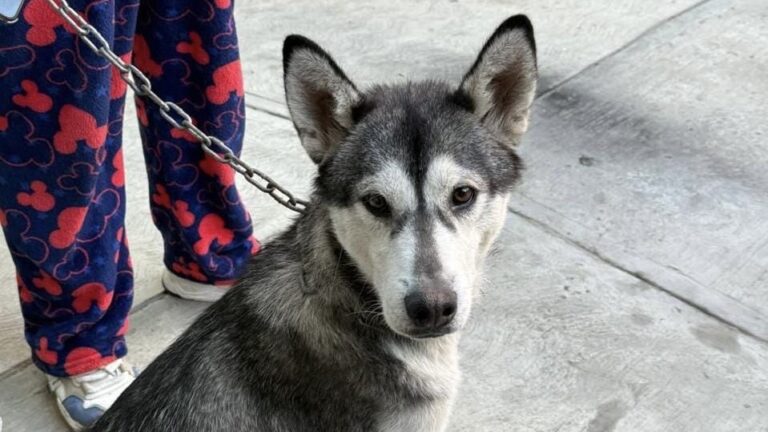 Gobierno de la Ciudad fortalece acciones de cuidado animal