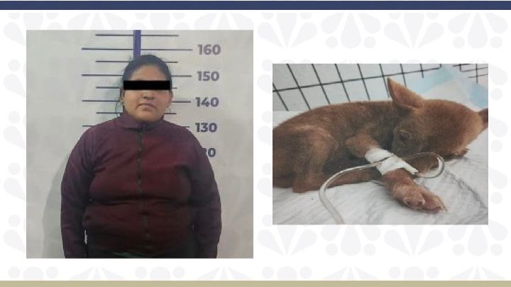 Juez de Control determina vincular a proceso a probable responsable de delitos contra los animales en su modalidad de abandono