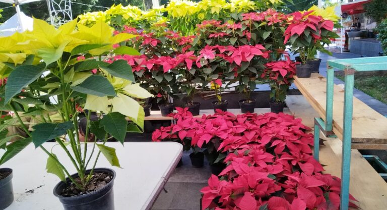 Inauguran la Expo Artesanal Navideña en el Carmen