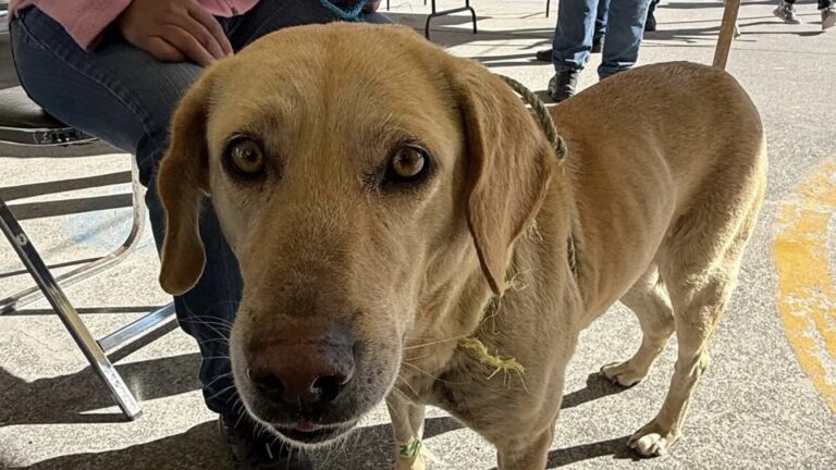 Impulsa Gobierno de la Ciudad jornadas de bienestar animal en más colonias del municipio