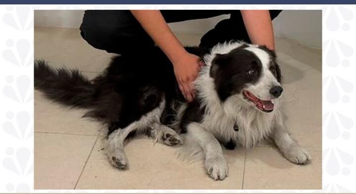 Recupera FGE vehículo robado en Tecamachalco y a una mascota que iba en su interior