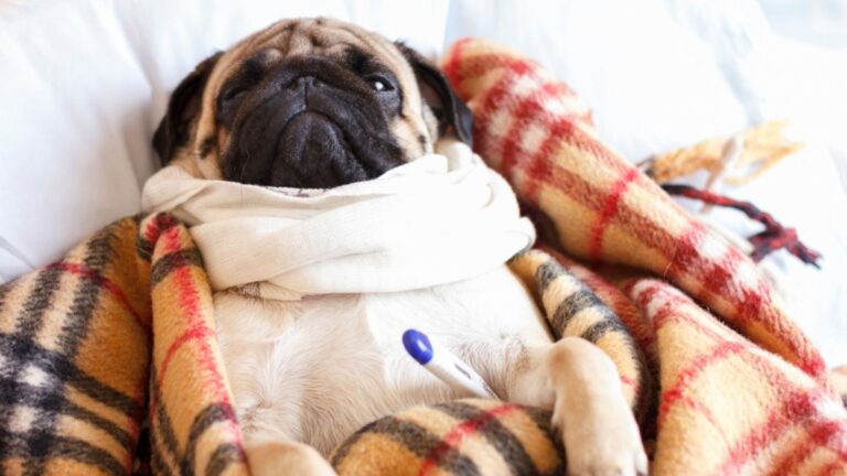 Tener una mascota en México cuesta hasta $30 mil pesos al año