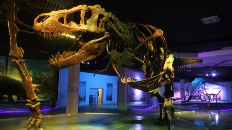 Museo de la Evolución resguarda colección científica más importantes del estado