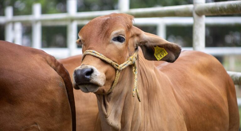 Puebla, referente nacional en el manejo y control del gusano barrenador del ganado