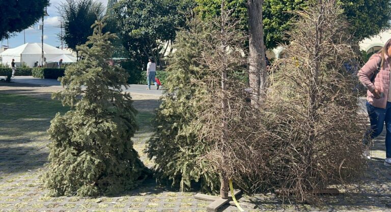 Invitan a darle segunda vida al arbolito de navidad en San Pedro Cholula