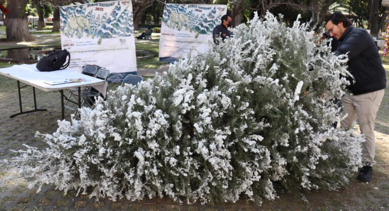 Promueve Gobierno de San Pedro Cholula el reciclaje de árboles de Navidad