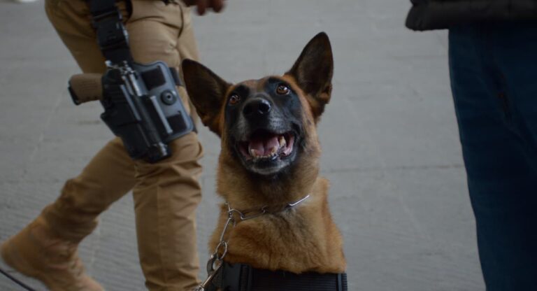 Destaca Gobierno de Pepe Chedraui intervenciones exitosas de la Unidad Canina de la SSC