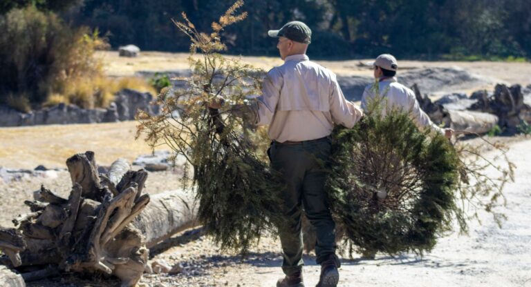 Gobierno de la Ciudad y Africam Safari inician campaña de reciclaje de árboles de Navidad