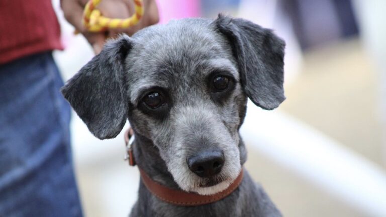 Emite Gobierno de la Ciudad medidas para el cuidado de mascotas ante temporada de frío