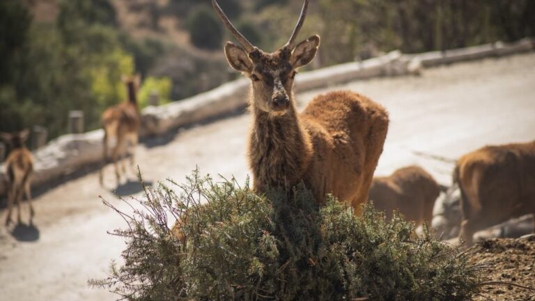 Concluye con éxito la campaña Verde Navidad, en coordinación con Africam Safari y el Gobierno de Pepe Chedraui