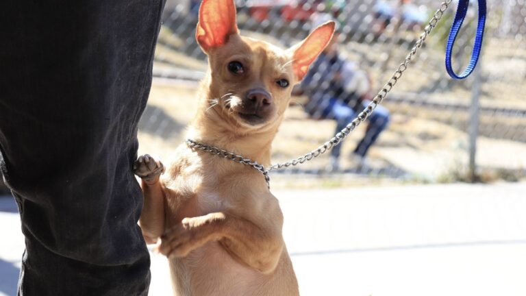 Impulsa Pepe Chedraui jornadas gratuitas de protección animal en distintas zonas de la capital