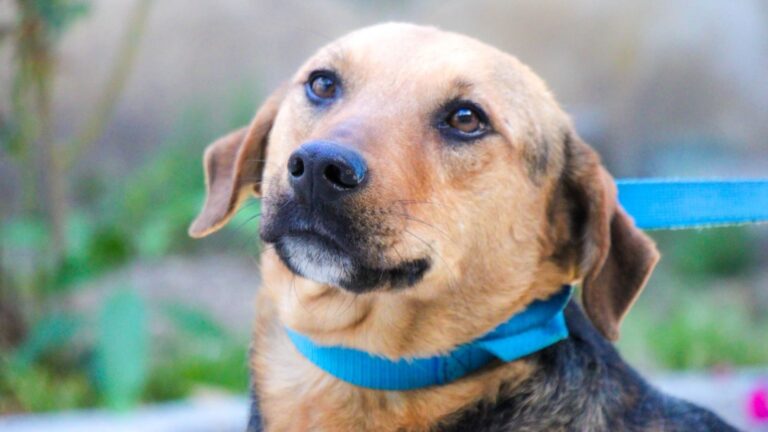 Cambia una vida: Gobierno de Huejotzingo invita a adoptar a los perritos resguardados durante el Carnaval 2026