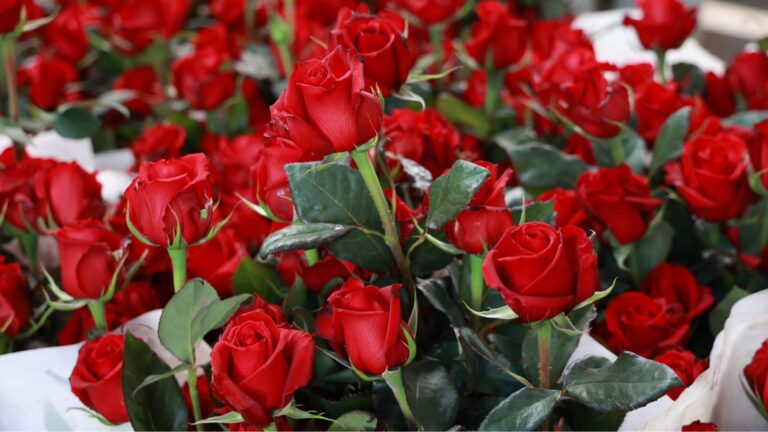 Gobierno de Puebla impulsa el consumo local de la rosa poblana