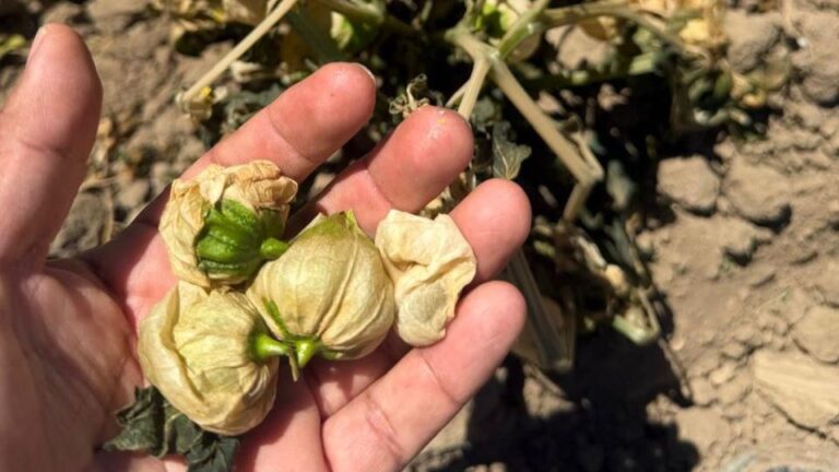 Gobierno de Puebla realiza atención inmediata ante afectaciones agrícolas por bajas temperaturas