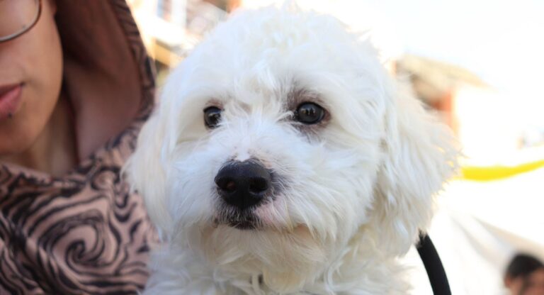 Aprende a bañar a tu lomito y demuéstrale amor en 10 pasos