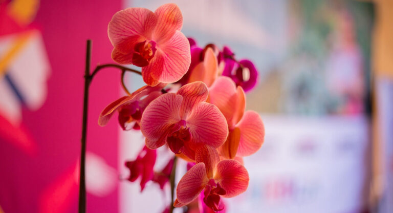 Invitan a poblanas y poblanos al Festival Internacional de la Orquídea
