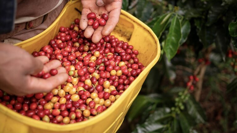 Starbucks llega a 100 millones de árboles de café donados a agricultores, para apoyar el futuro del café